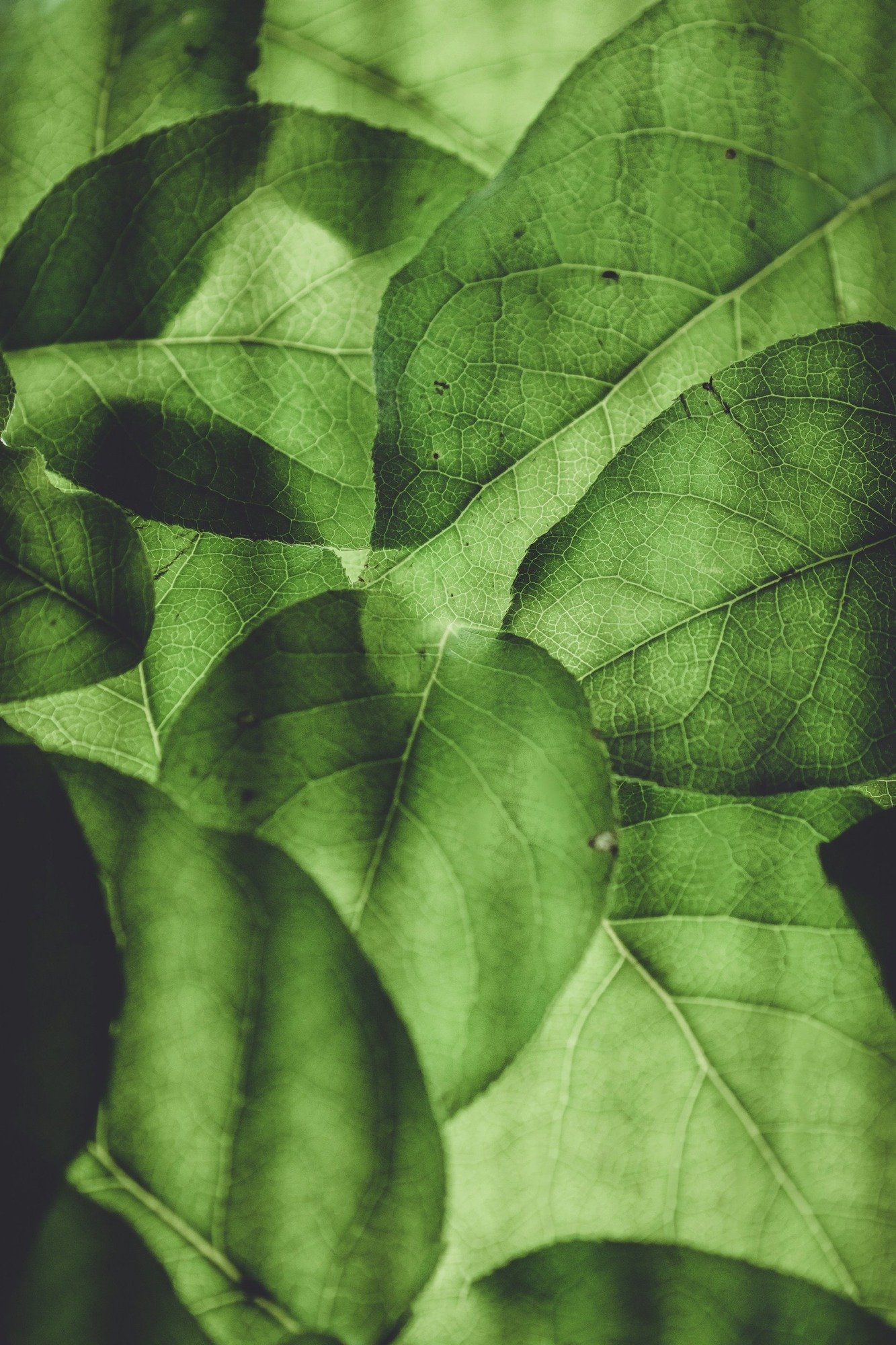 green leaves close-up