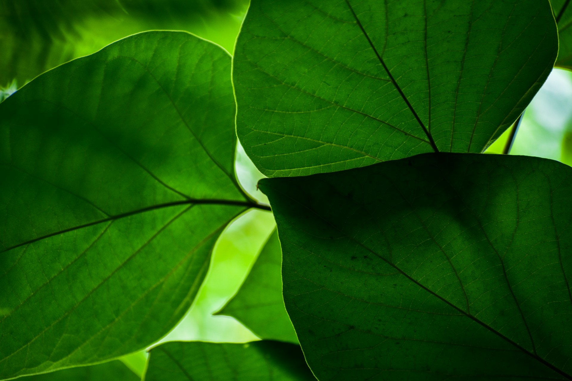 Close up of a green leaf